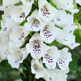 Dalmatian White, Digitalis Seeds